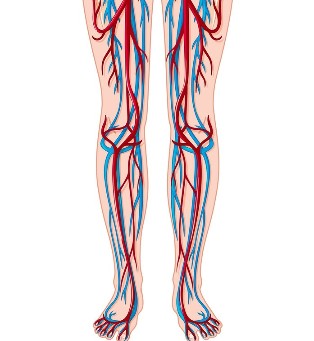 Lage der Venen und Arterien in den Beinen